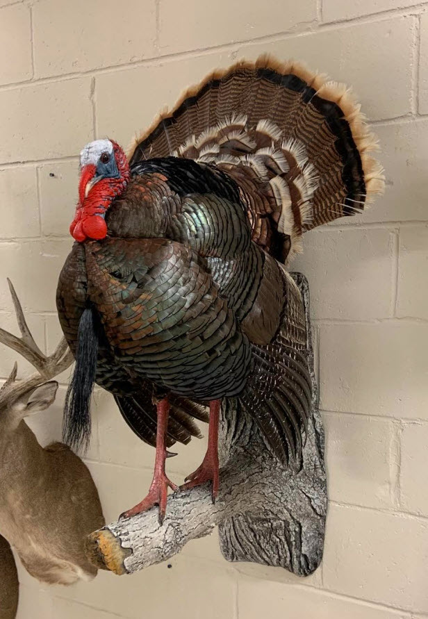 Spring Turkey Taxidermy
