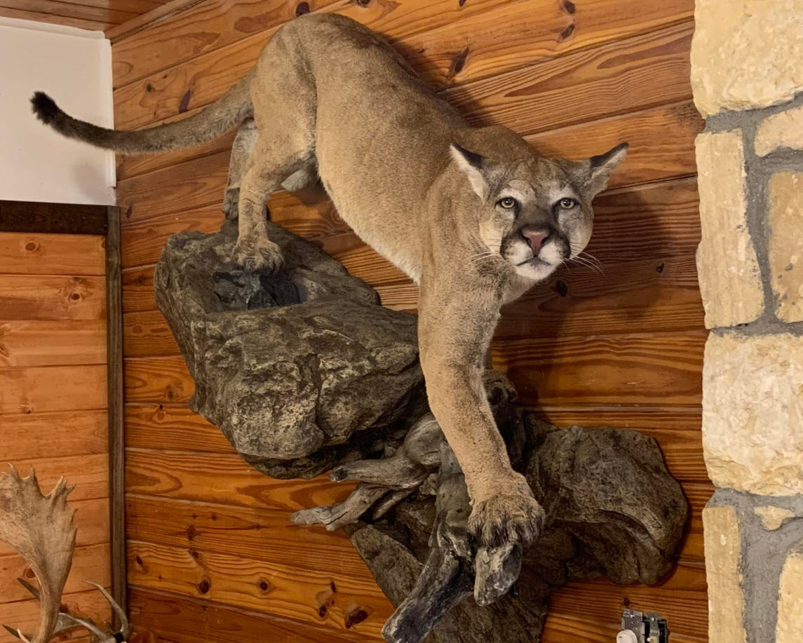 Bobcat Taxidermy
