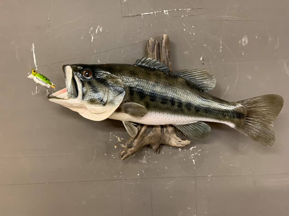 Fish Taxidermy