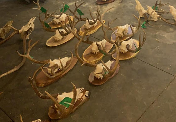 European Skull Mounts