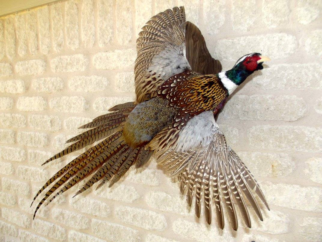 Bird Taxidermy