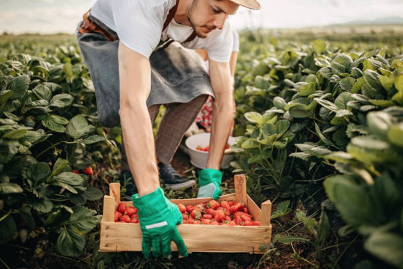 Seasonal Harvest Festivals