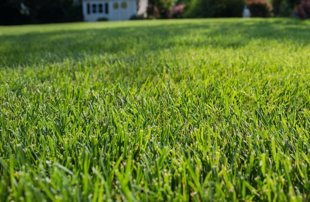 Superior Blend: Elite Tall Fescue
