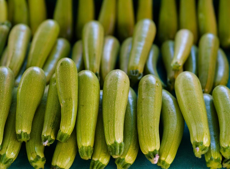 Green Zucchini Squash