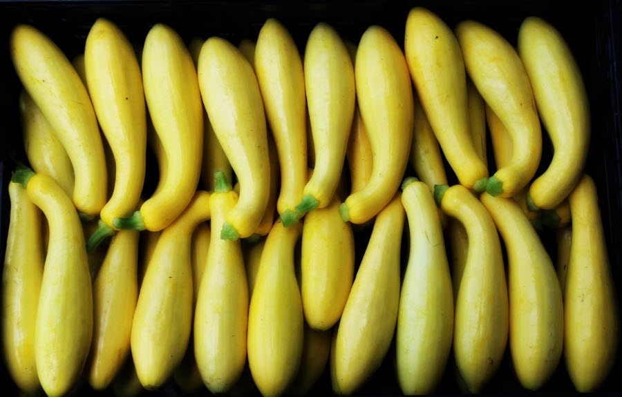 Yellow Straight Neck Squash