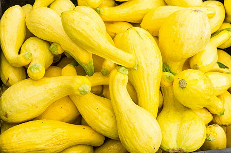 Yellow Crock Neck Squash