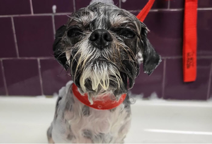 Bark N' Bathe
