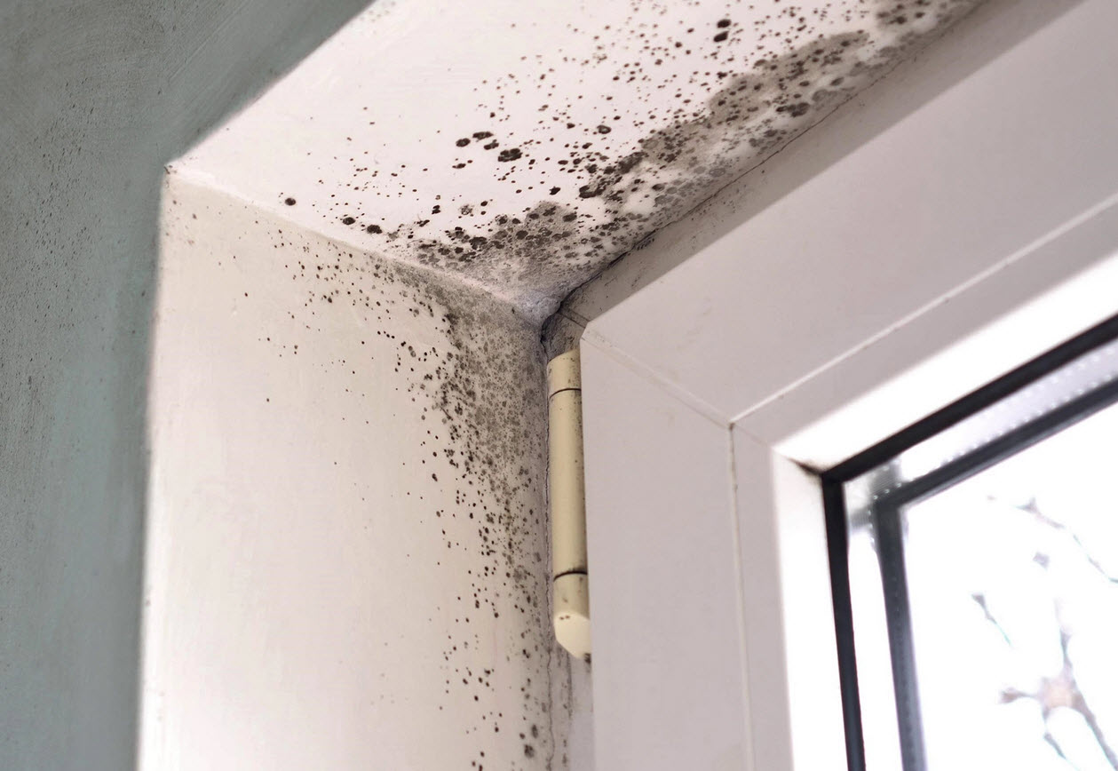 Mold Removal and Remediation