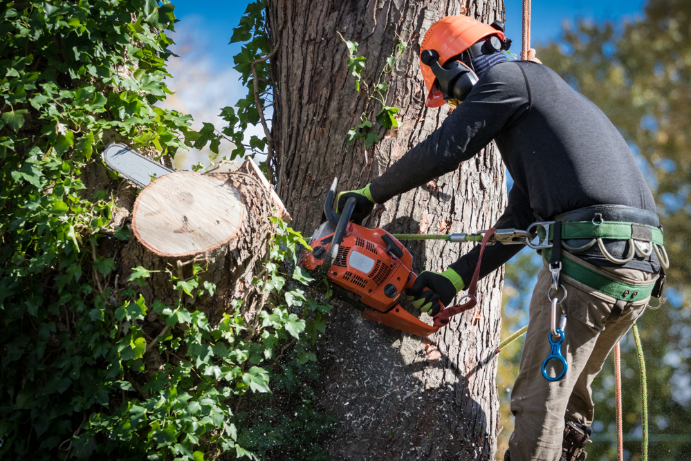 Tree Removal 