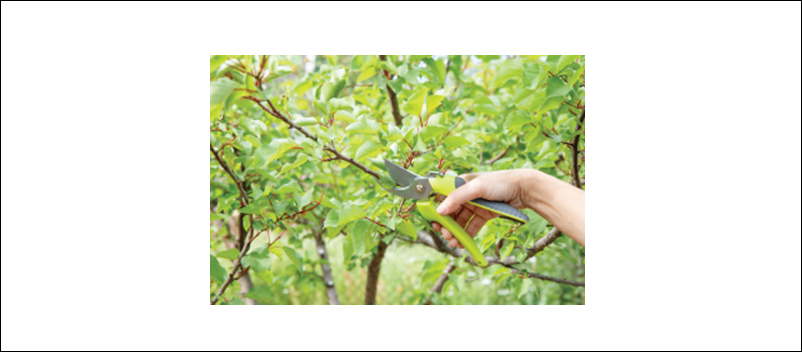 Fruit Tree Pruning