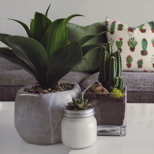 Indoor Plants Services