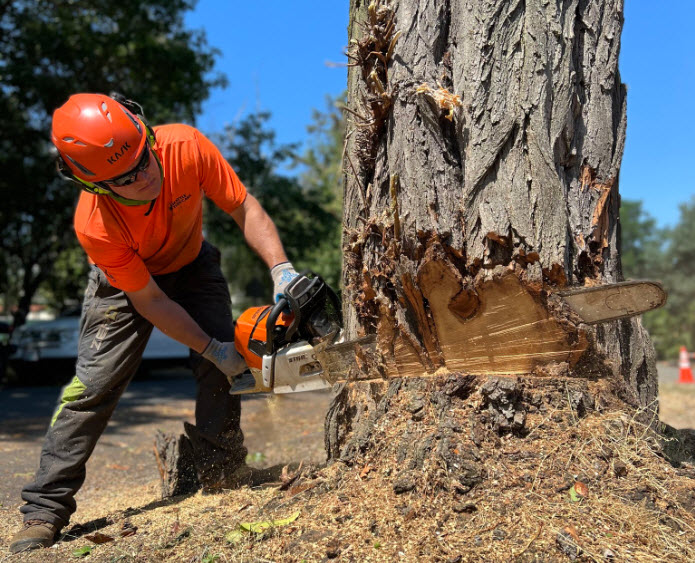 Tree Removal & Stump Grinding