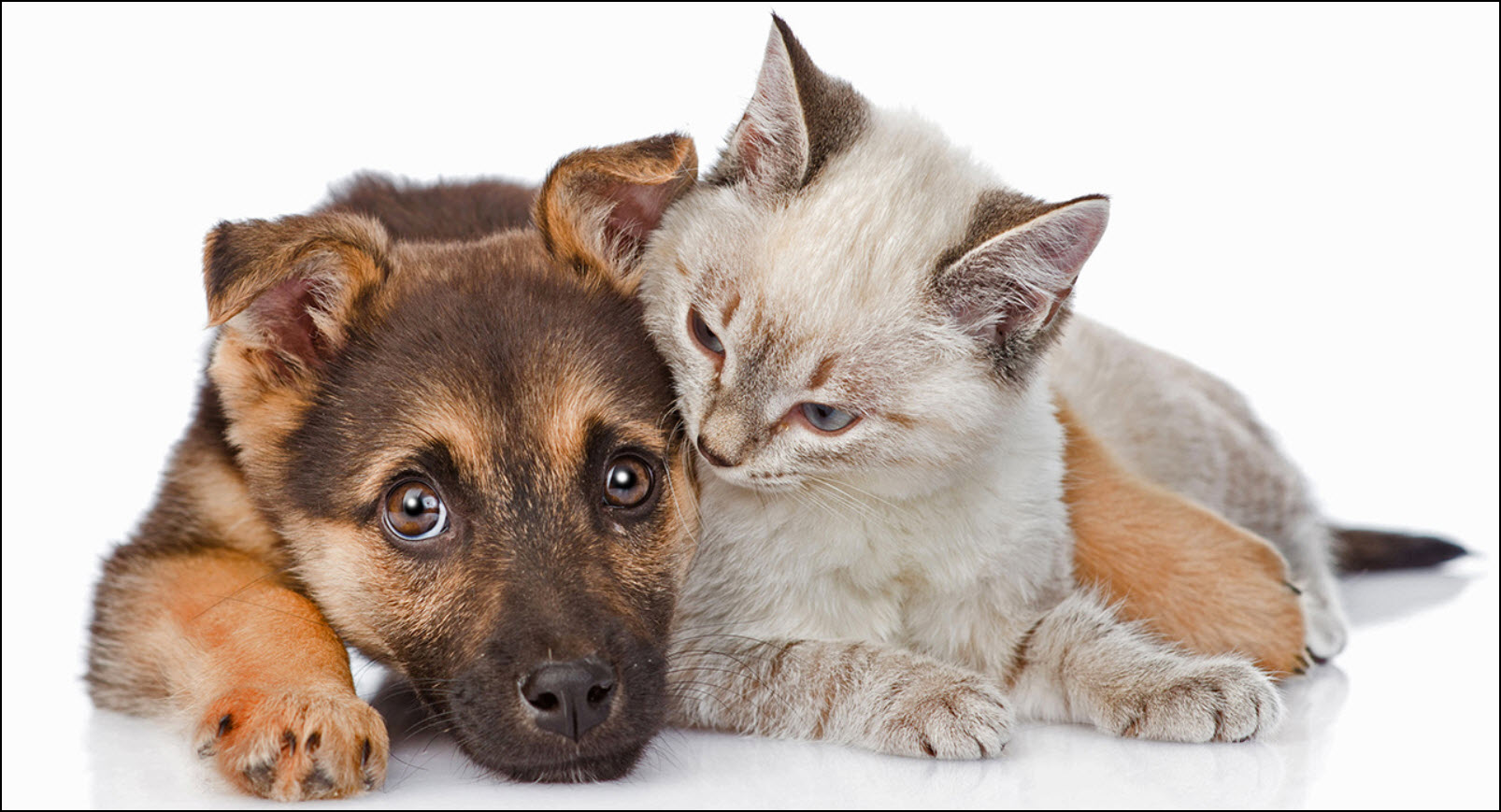 License Your Pet