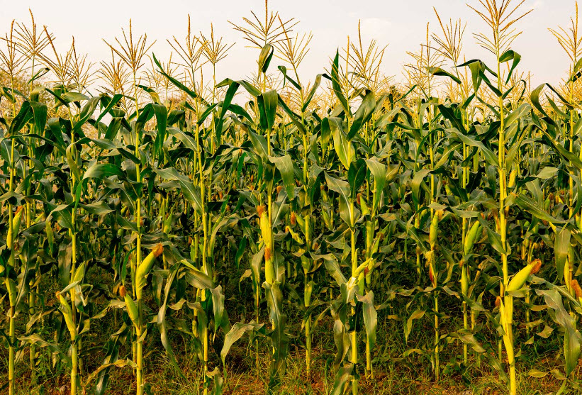 Row Crop Products