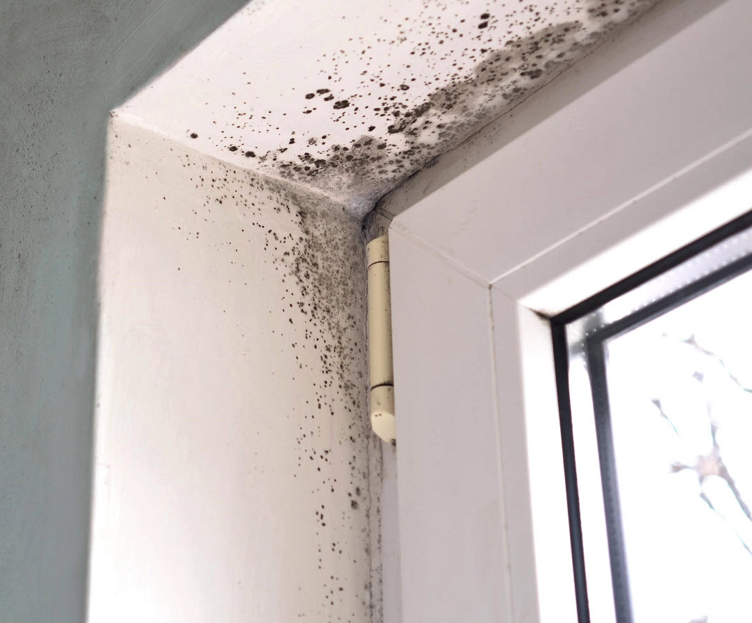 Mold Removal and Remediation