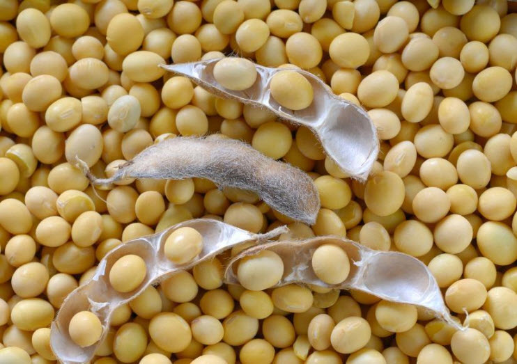 Premium Seed Solutions
