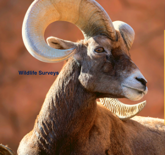 Wildlife Survey