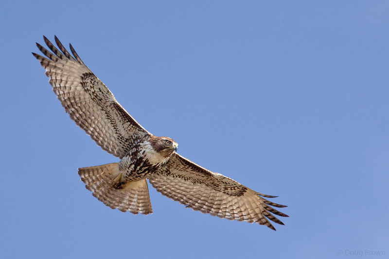 Avian Services