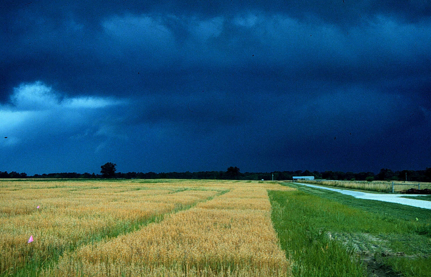 Crop Insurance