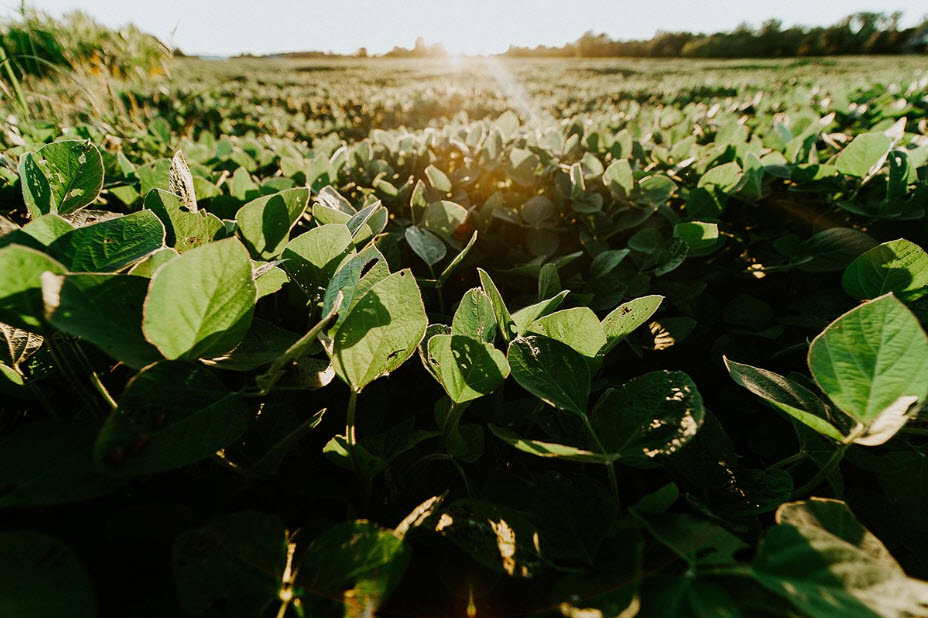 Soybean Products