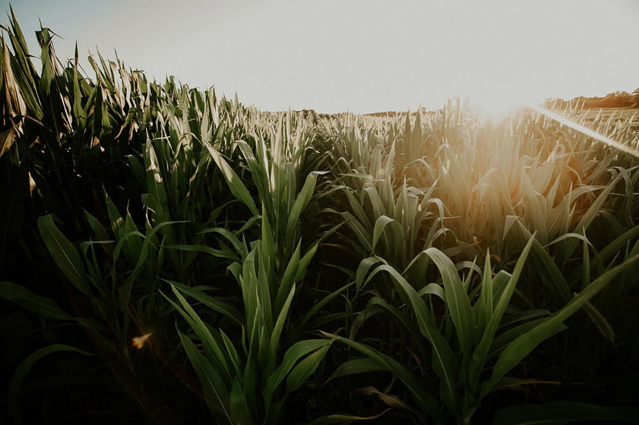 Crop Protection