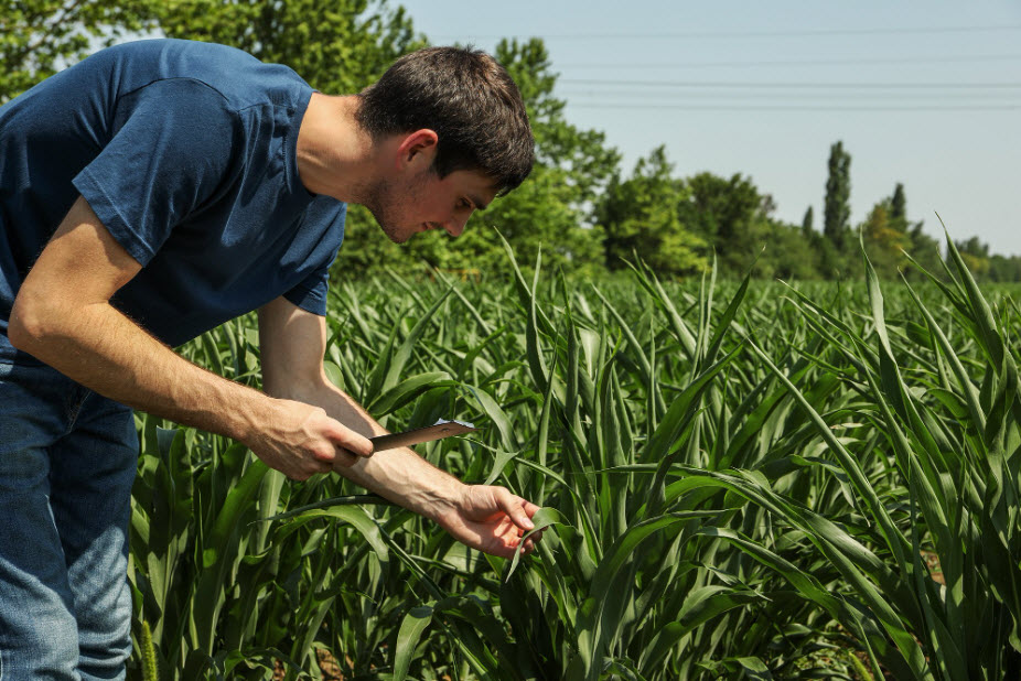 Crop Insurance