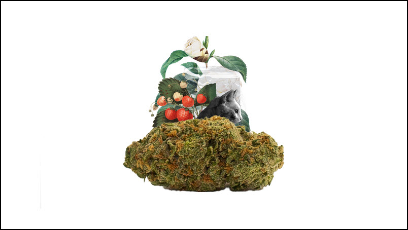  Sativa Dominant Hybrid
