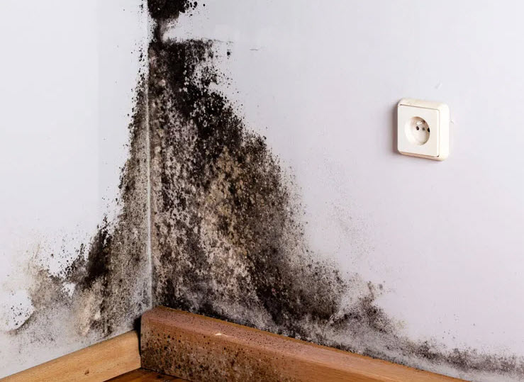 Water and Mold