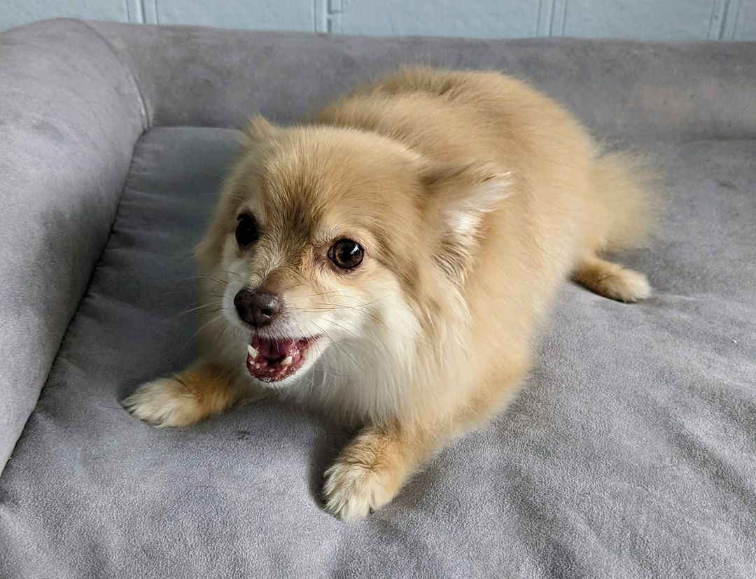 Bath for Short Haired Dogs