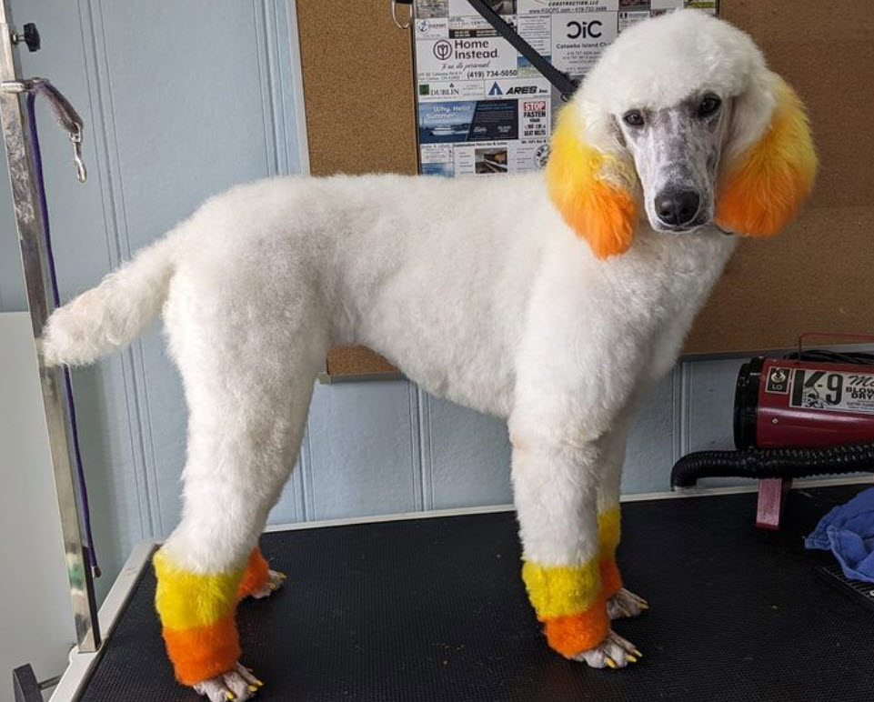 Double Coated Dogs