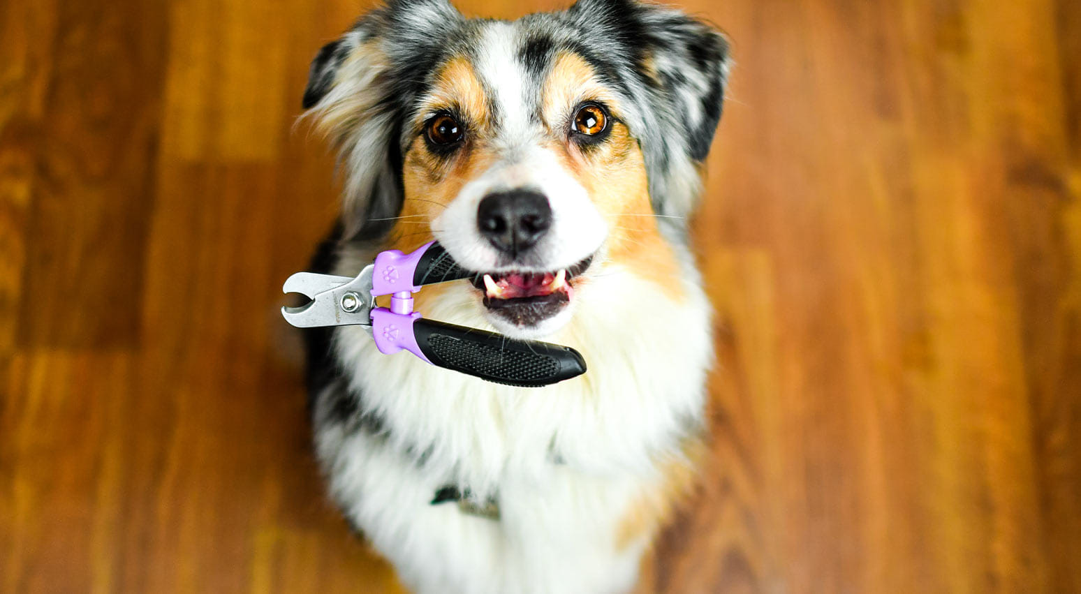 Nail Trim and Buff