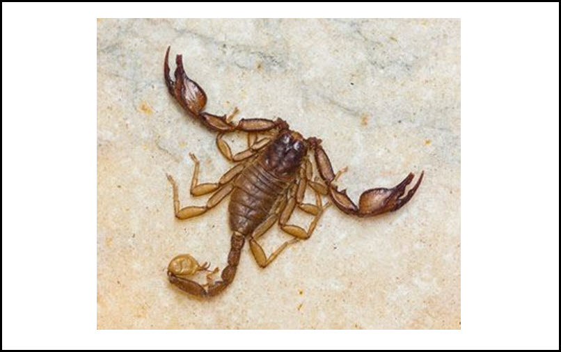 Las Vegas Scorpion Control