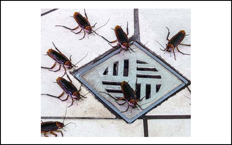 Las Vegas Cockroach Control