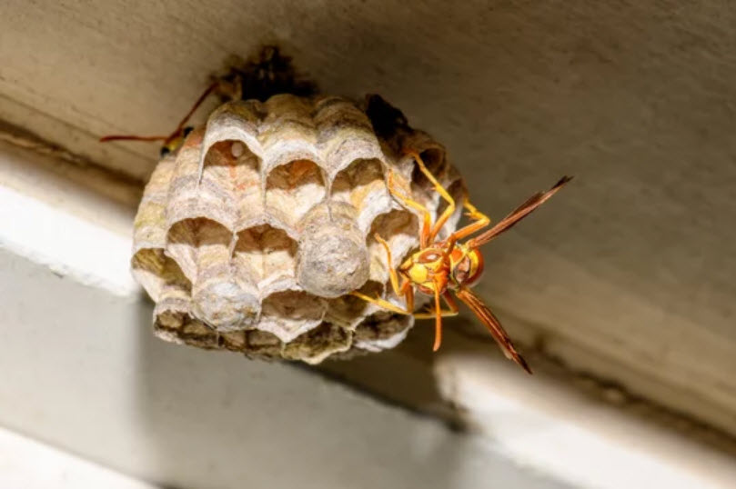 Bee and Wasp Control