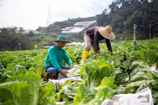 Crop Cultivation
