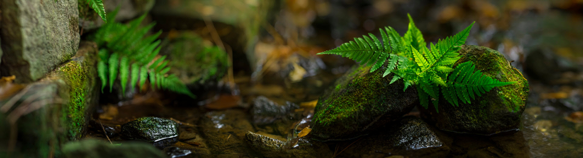 Collective Water Action