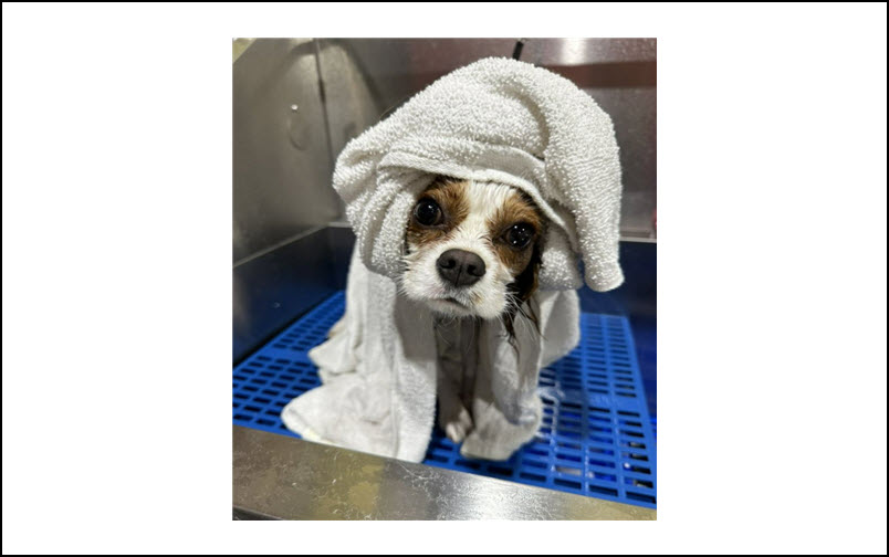 Bath and Groom Only