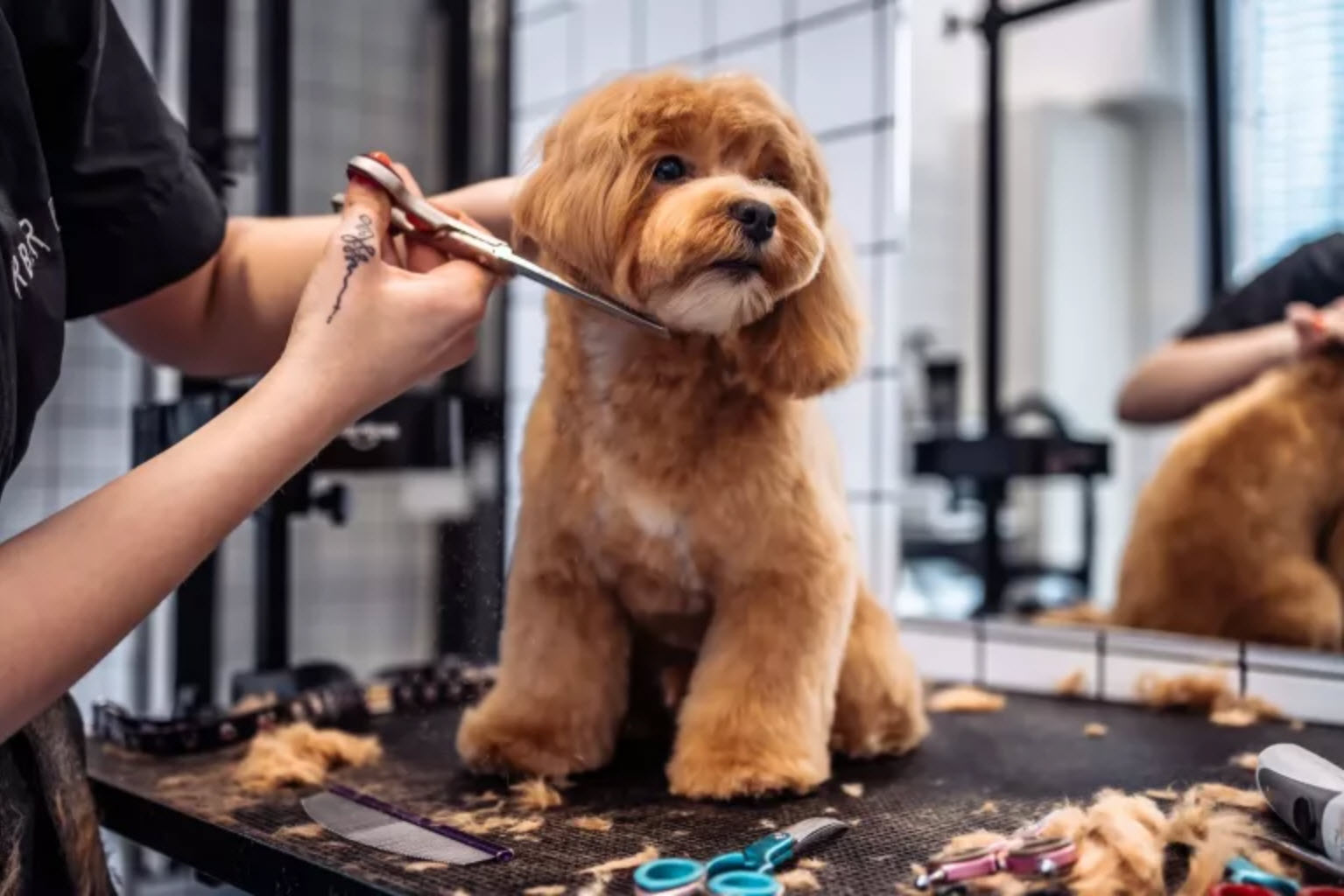 Pet Haircut