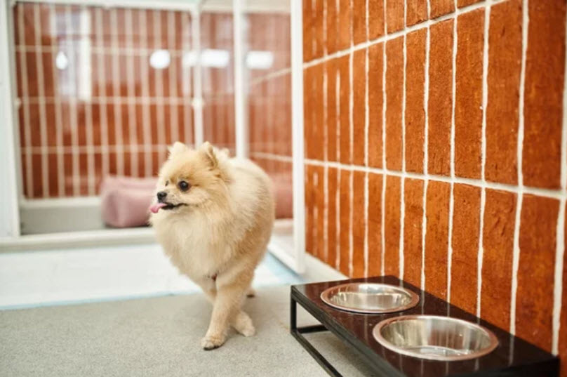 Pet-Friendly Accommodations