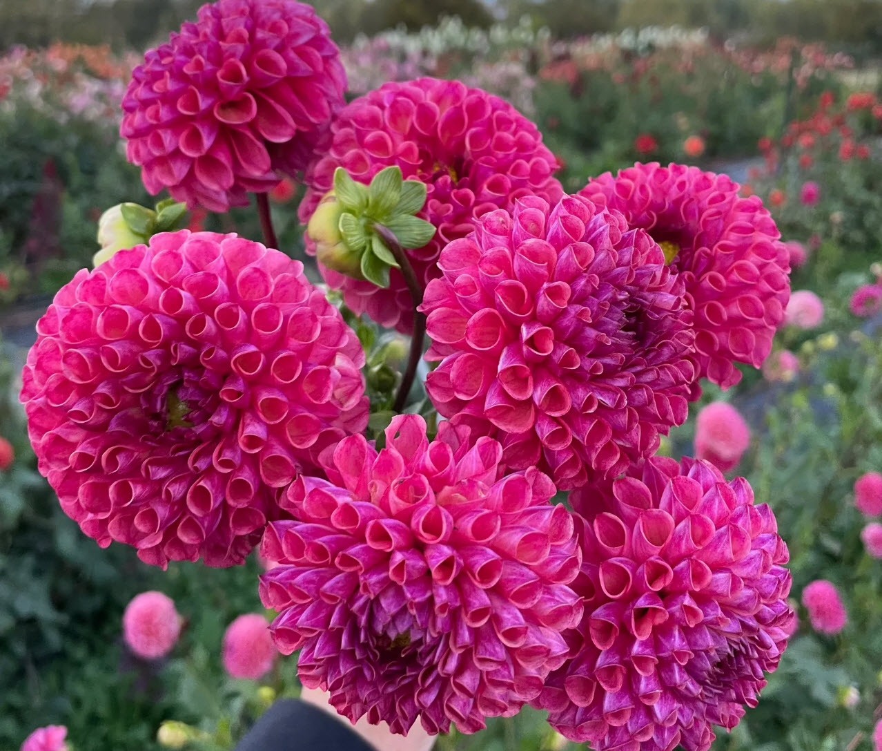 Dahlia Tubers