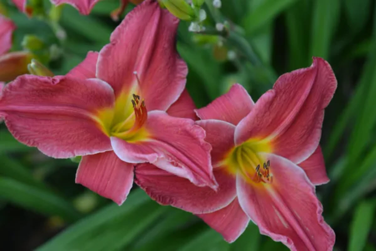 Daylilies
