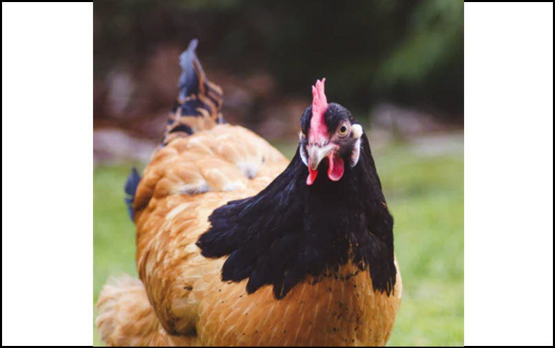 Pastured Chickens