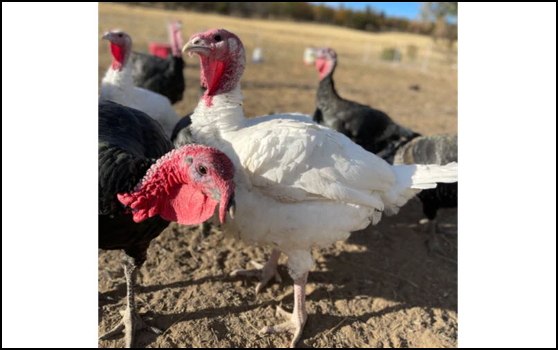 Pasture Raised Turkeys