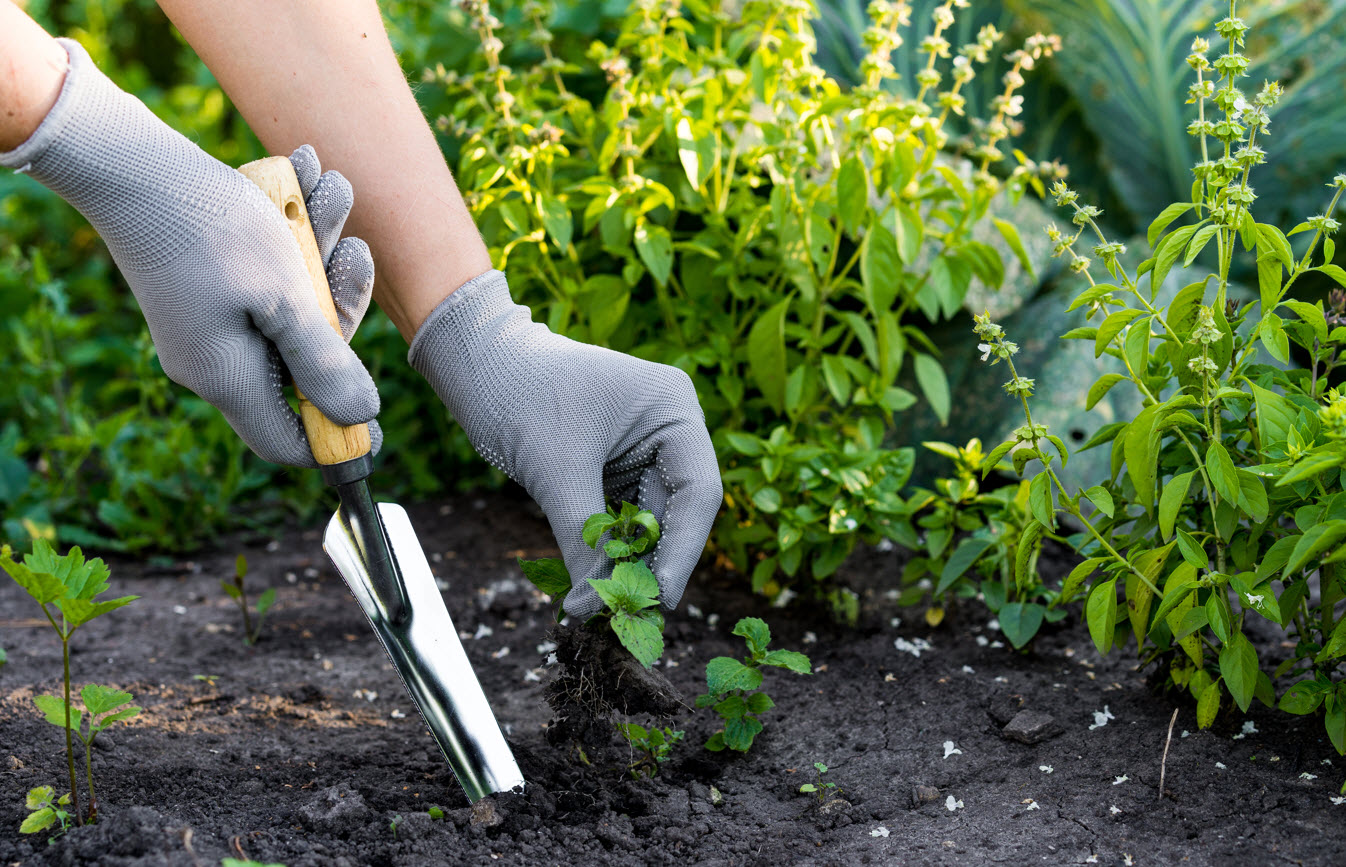 Weeds Removal