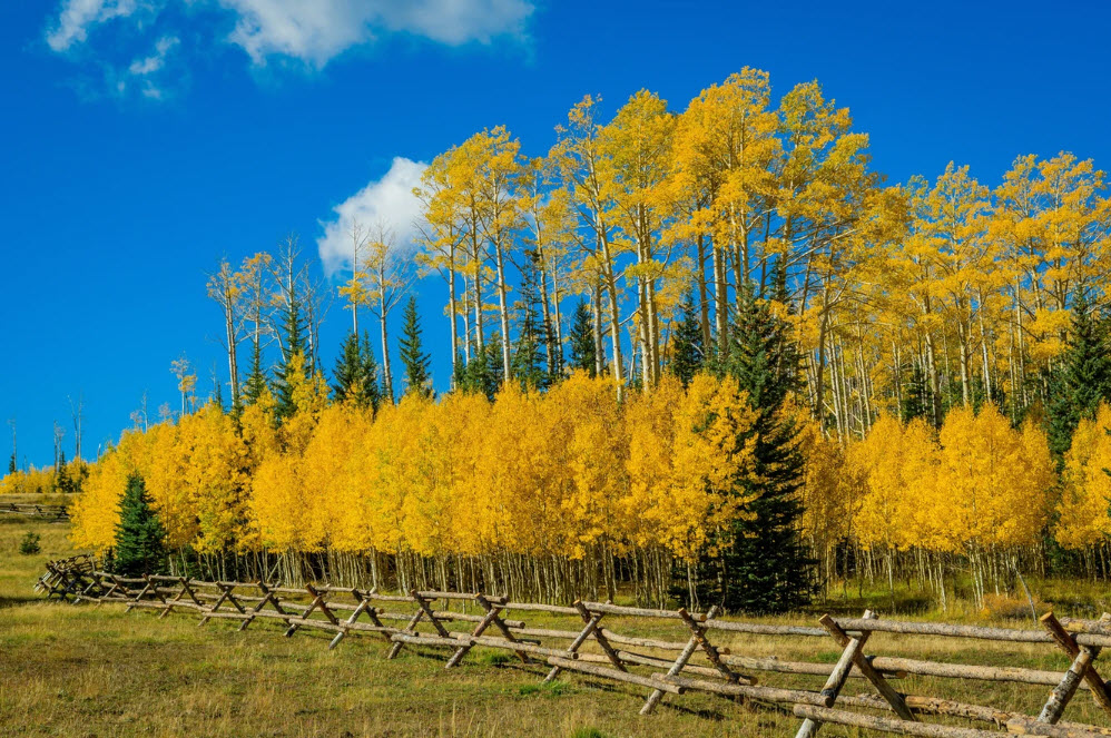 Holistic Wellness Retreats
