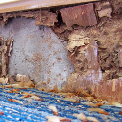 Residential Termite Management