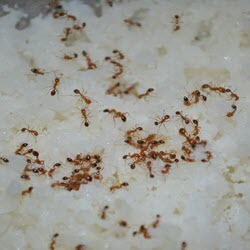 Ant Infestations