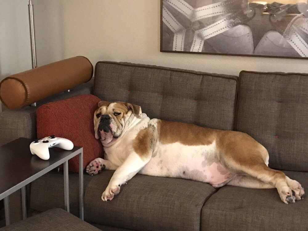  Pet Policy