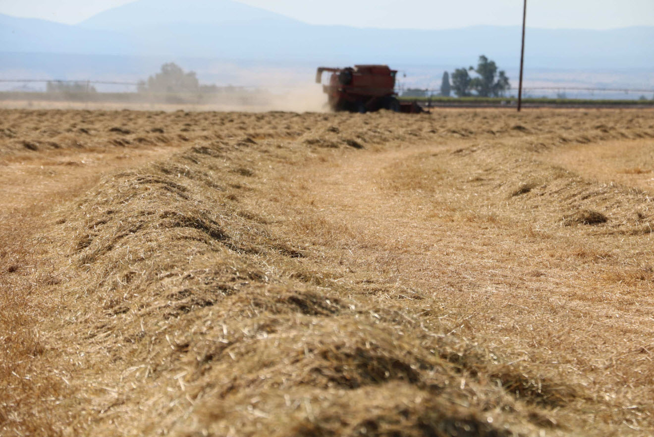 Seed Processing