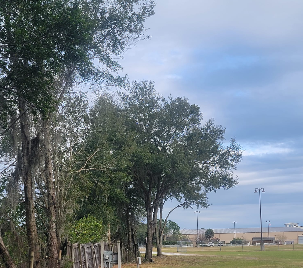 Tree Trimming 